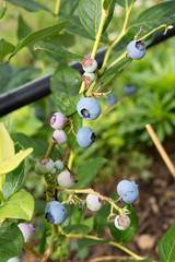 Giant blueberry