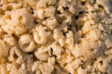 Natural Sponge - Close-up View of a Natural Sponge Harvested from Atlantic Ocean