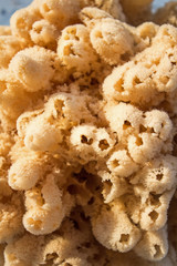 Natural Sponge - Close-up View of a Natural Sponge Harvested from Atlantic Ocean