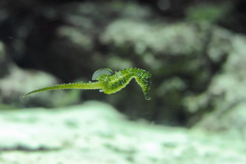 Seahorse