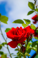 Rote Rosenblüte vor blauem Himmel