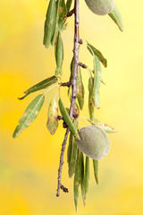 Branch of almond
