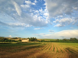 campo coltivato