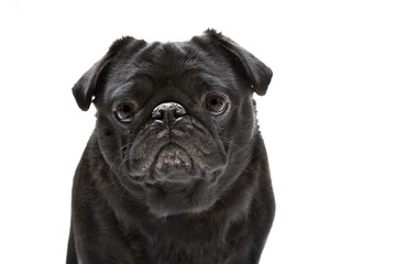 Black pug dog