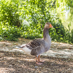 Goose in a green park at a summertime
