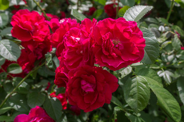 Bush red rose close-up. Flowers and gardens