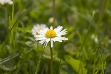 G&auml;nsebl&uuml;mchen