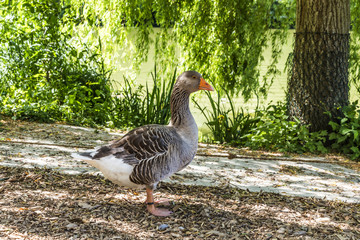 Goose in a green park at a summertime