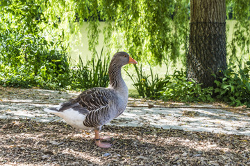 Goose in a green park at a summertime