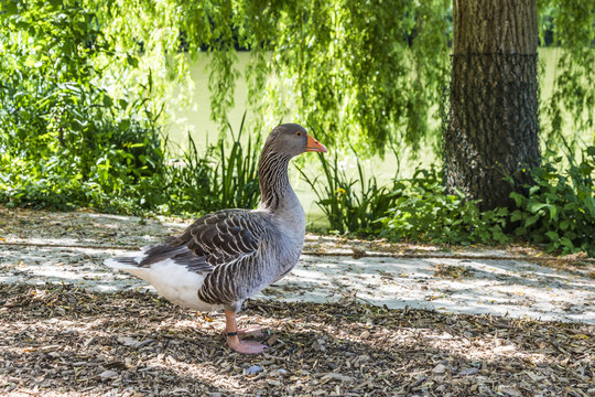 Goose in a green park at a summertime
