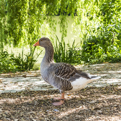 Goose in a green park at a summertime