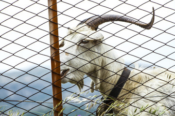 Capra con campanaccio