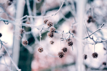 Frozen Sweet Gum Tree