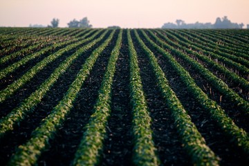 Soybean Field growing