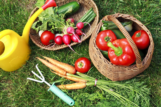 organic vegetables in the garden