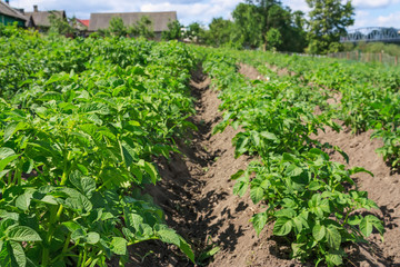Fototapeta na wymiar Potato field in countryside