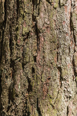 Baumrinde eines Baumes im Wald
