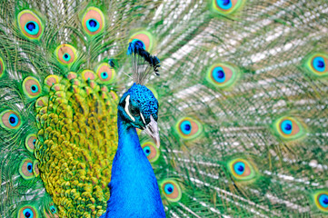 Close up of peacock showing its beautiful feathers