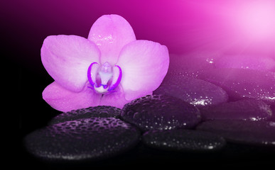 Obraz na płótnie Canvas Flower pink orchid and black stones. Spa concept.