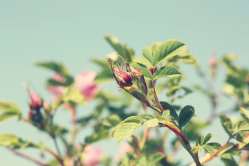 rosebud wild rose bushes in the garden summer spring