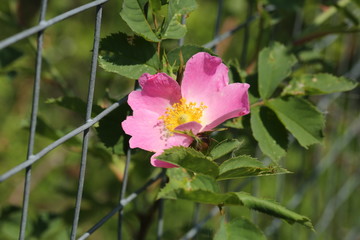 Rose rosehips bush in the garden summer spring