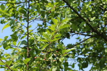 Fototapeta na wymiar unripe cherries on the tree garden summer spring