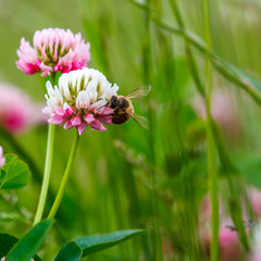 Honey Bee On Clover