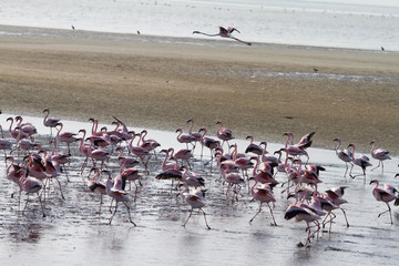 Fototapeta premium Red flamingos