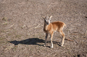 Young mouflon standing on the ground