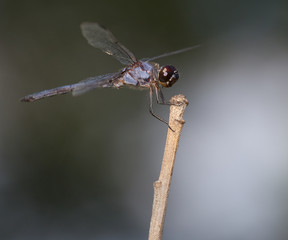 Dragonfly on a stick