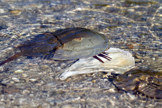 Female Horseshoe Crab clings to a shell as a male approaches for mating