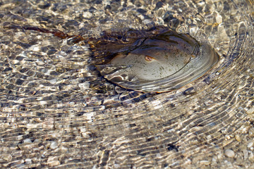 Horseshoe Crab swims in shallow water in Ding Darling National Wildlife Refuge in Florida