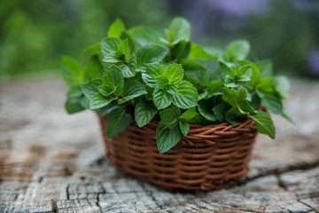 Mint  in small basket on natural wooden background, peppermint,