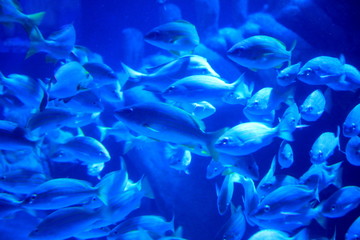 Naklejka na ściany i meble Photo taken during sightseeing at Sea Life London Aquarium in London, England.