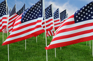 American Flags in Field