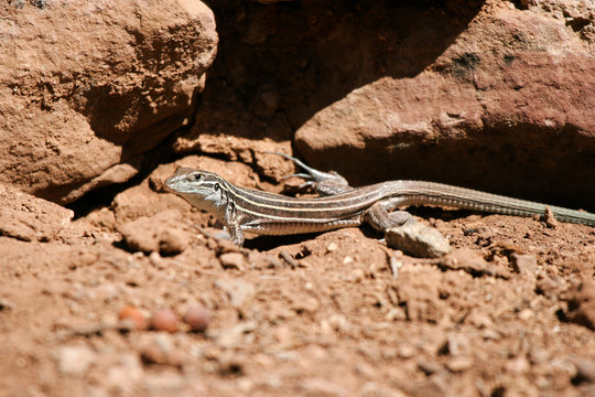 Plateau Striped Whiptail lizard in southern Arizona
