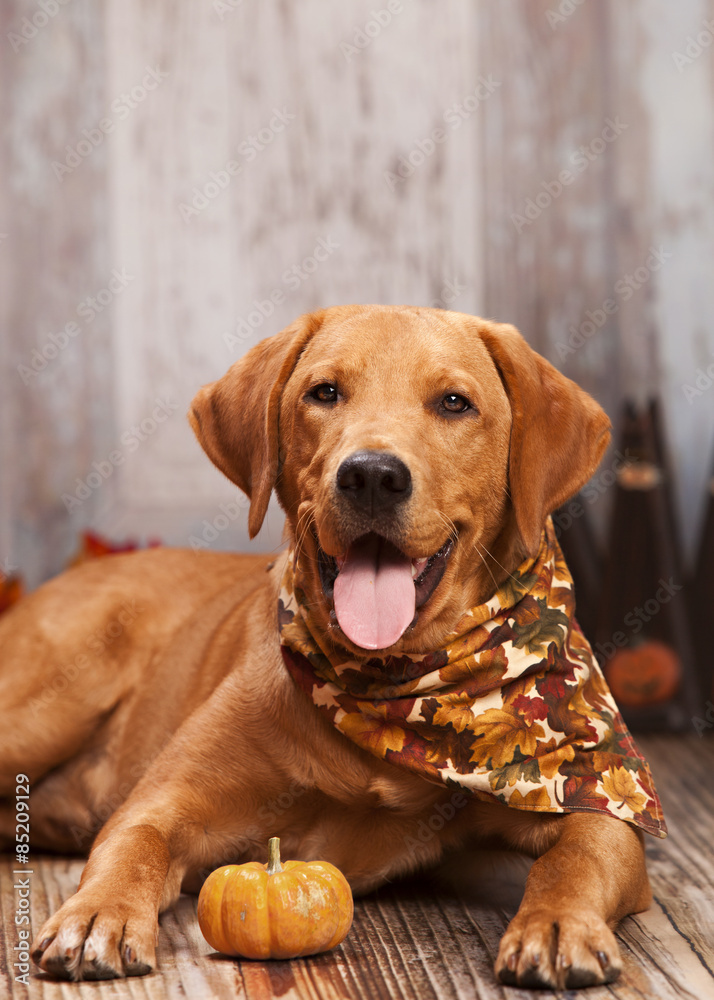 Wall mural fall dog portrait