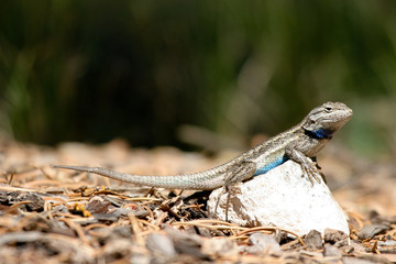 Naklejka premium Southern Prairie Lizard shows off his blue belly in the Texas Panhandle