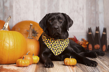 Fall Dog Portrait
