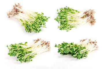 kaiware sprout, japanese vegetable or watercress, it's green and