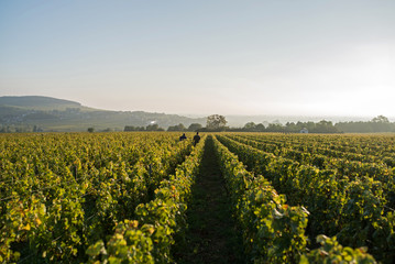 Fototapeta na wymiar two men walking in the line of the vineyard during the harvest in Burgundy
