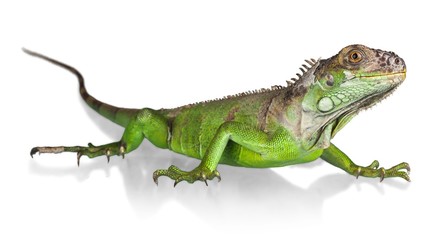Iguana, Lizard, Reptile.