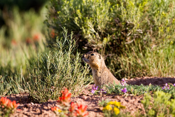 Naklejka na ściany i meble Gunnison's Prairie Dog amid wildflowers at its burrow in New Mexico
