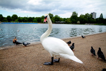 Photo taken during sightseeing around the Hyde Park and Kensington Gardens in London, England.