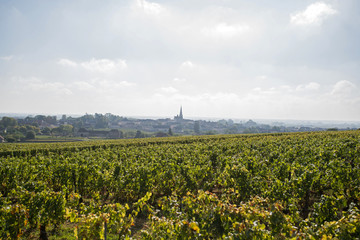 Fototapeta na wymiar view of the village of Meursault behind the vineyard in Burgundy