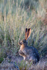 Obraz premium Black-tailed Jackrabbit in prairie grasses at dawn
