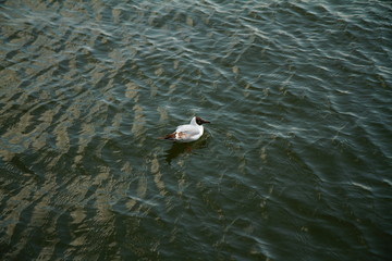 Photo taken during sightseeing around the streets of Volendam, Netherlands.