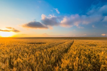 Field, Wheat, Crop.