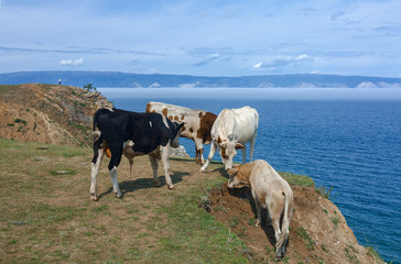 Obraz premium Cows on Lake Baikal on island Olkhon