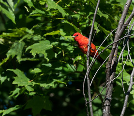 Scarlet Tanager
